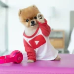 jiffpom
