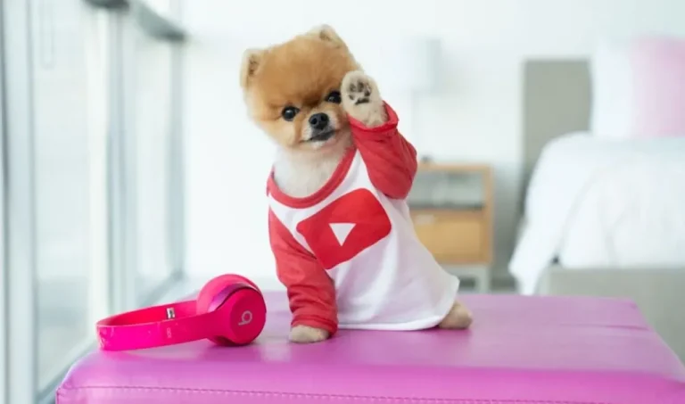 jiffpom